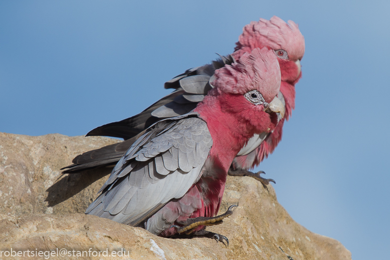 galah